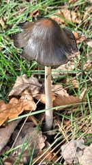 Coprinopsis picacea