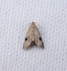 Abablemma brimleyana