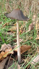 Coprinopsis picacea