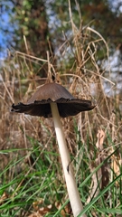 Coprinopsis picacea