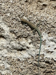 Anatololacerta pelasgiana