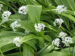 Allium ursinum