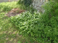 Allium ursinum