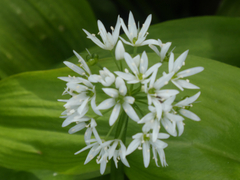 Allium ursinum