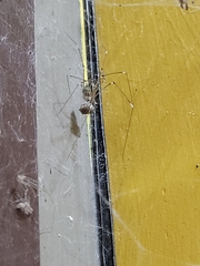 Crossopriza lyoni
