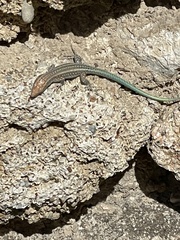 Anatololacerta pelasgiana