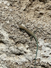 Anatololacerta pelasgiana