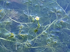Ranunculus trichophyllus