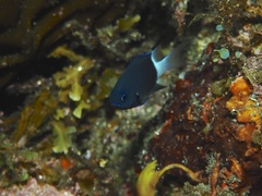 Pycnochromis margaritifer