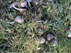 Coprinopsis romagnesiana