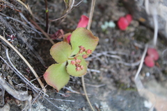 Crassula capensis