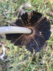 Coprinopsis romagnesiana