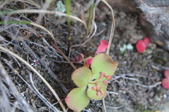 Crassula capensis