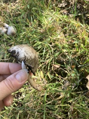 Coprinopsis romagnesiana