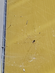 Crossopriza lyoni