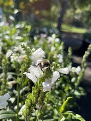 Bombus impatiens