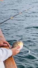 Sphoeroides maculatus