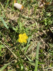Potentilla simplex