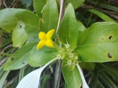 Mussaenda formosanum