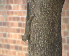 Sciurus carolinensis