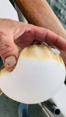 Sphoeroides maculatus