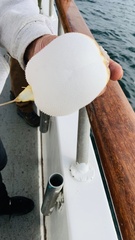 Sphoeroides maculatus