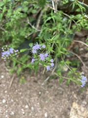Chromolaena odorata