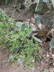 Chromolaena odorata