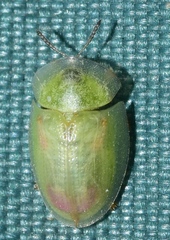 Cassida vittata