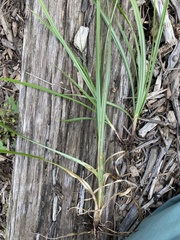 Cyperus strigosus