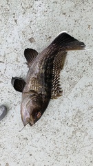 Centropristis striata