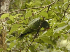 Amazona tucumana