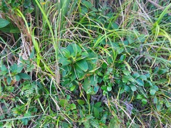 Mussaenda formosanum
