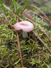 Russula sanguinea