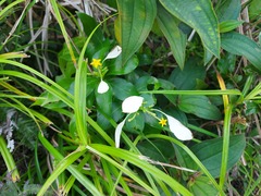 Mussaenda formosanum