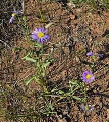 Dieteria bigelovii