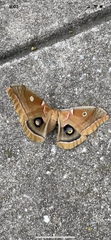 Antheraea polyphemus