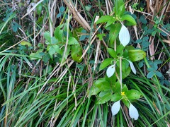 Mussaenda formosanum