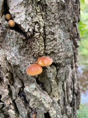 Flammulina