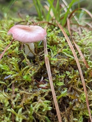 Russula sanguinea