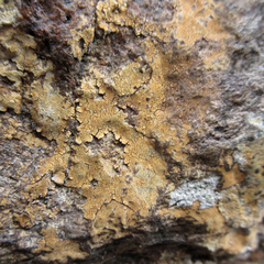 Ionaspis lacustris