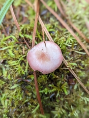 Russula sanguinea