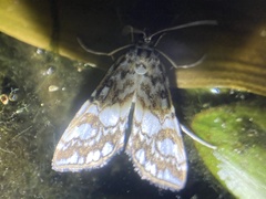 Elophila nymphaeata