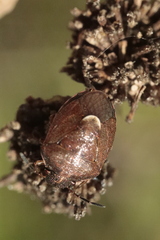 Rubiconia intermedia