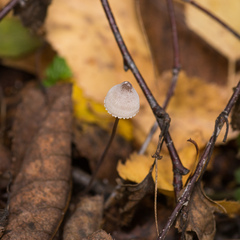 Mycena filopes