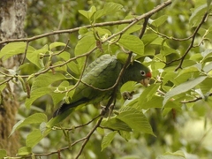 Amazona tucumana