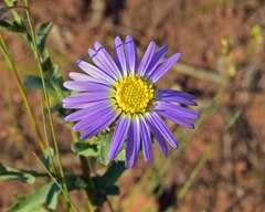Dieteria bigelovii