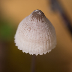 Mycena filopes