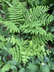 Osmunda claytoniana