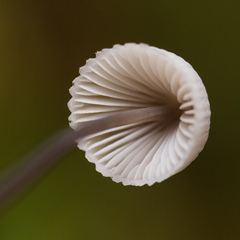 Mycena filopes